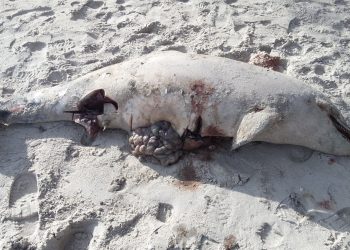 Hallado un arroaz muerto en la playa de Toralla