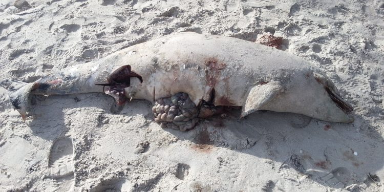 Hallado un arroaz muerto en la playa de Toralla