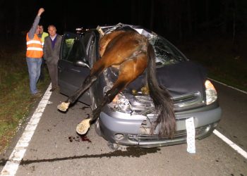 Herida al arrollar a un caballo en Salvaterra