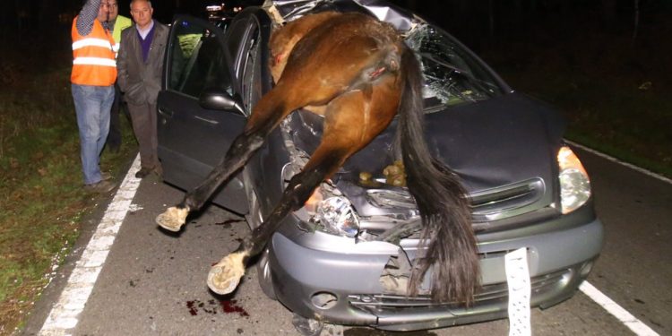 Herida al arrollar a un caballo en Salvaterra