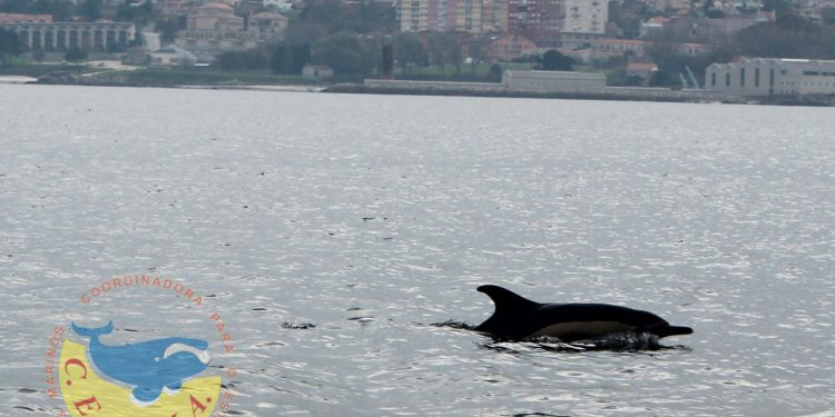 Los delfines toman la ría