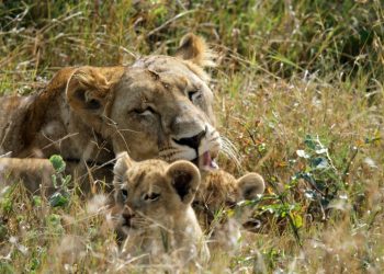 Foto: Valentina Storti, Fickr