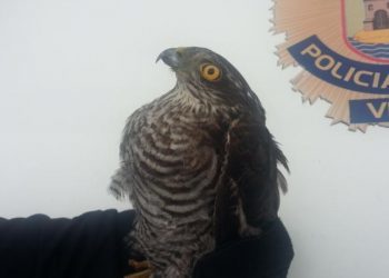 La Policía rescata a un gavilán que se coló en el depósito de coches