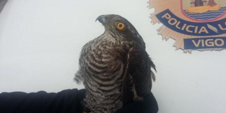 La Policía rescata a un gavilán que se coló en el depósito de coches