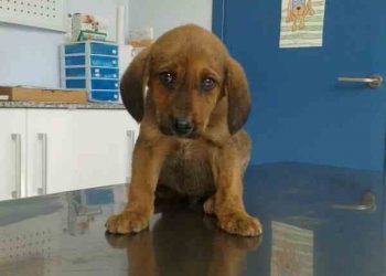 Pon un perro en tu vida