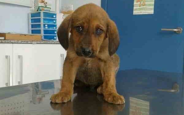 Pon un perro en tu vida