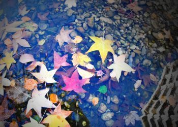 Los colores de un invierno otoñal