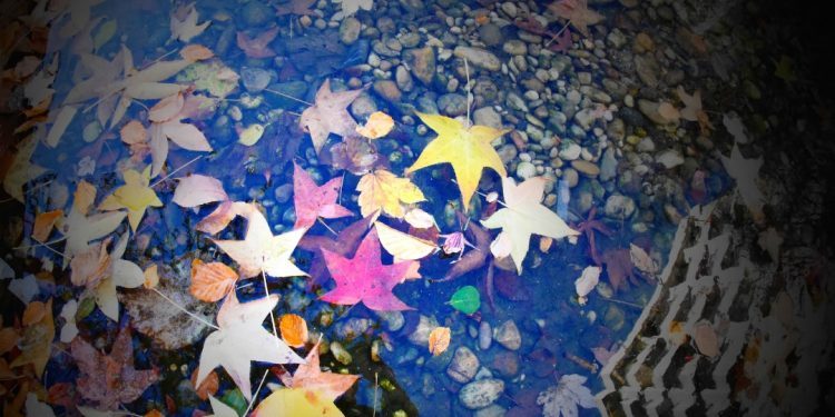 Los colores de un invierno otoñal