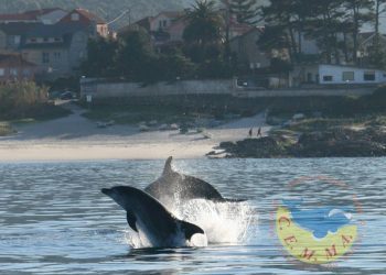 La ría de Vigo está viva