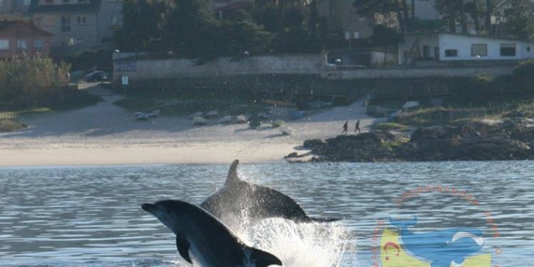 La ría de Vigo está viva