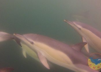 Obtienen por primera vez imágenes submarinas de delfines en la ría de Vigo