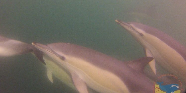 Obtienen por primera vez imágenes submarinas de delfines en la ría de Vigo