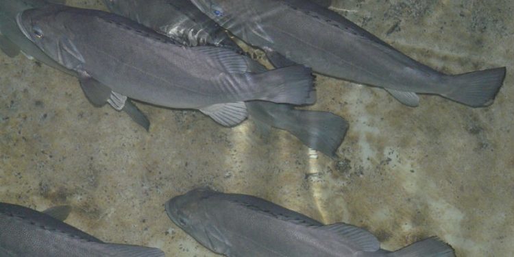 Los primeros meros de acuicultura llegarán al mercado en diez años gracias a investigadores vigueses