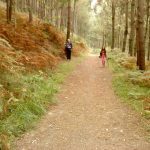 Bosque