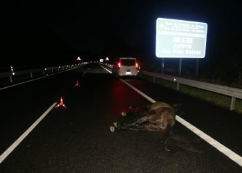 Cinco caballos salvajes irrumpen en la A-52 y provocan un accidente