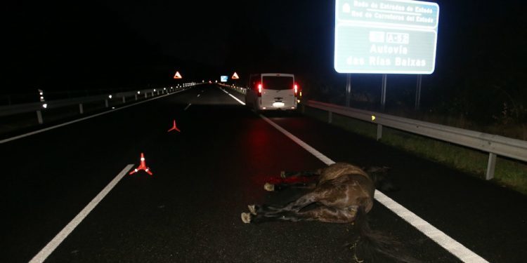 Cinco caballos salvajes irrumpen en la A-52 y provocan un accidente