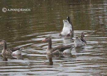 Ruta del Molino de Molemocho, en las Tablas de Daimiel