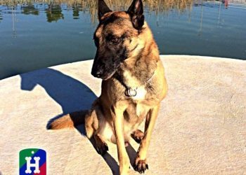 Soy un perro policía y busco casa para mi jubilación