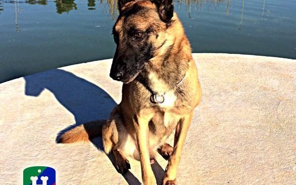 Soy un perro policía y busco casa para mi jubilación