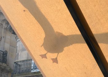 Gaviota a la espera de un pincho