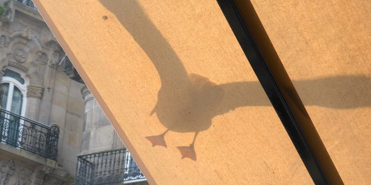 Gaviota a la espera de un pincho