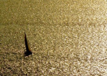 El profesor olvidado