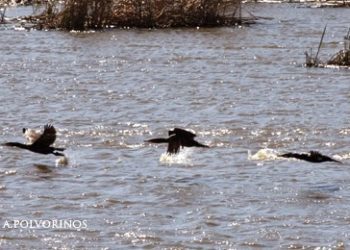 Estero de Domingo Rubio