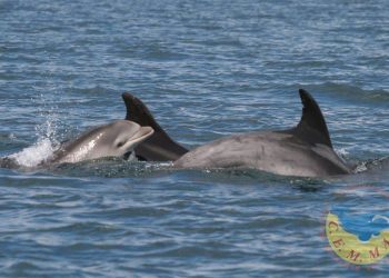 Una manada de delfines surca la Ría