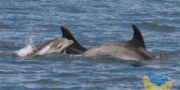 Una manada de delfines surca la Ría