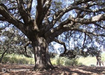 Cabañeros. Ruta de La Encina