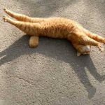 gatos