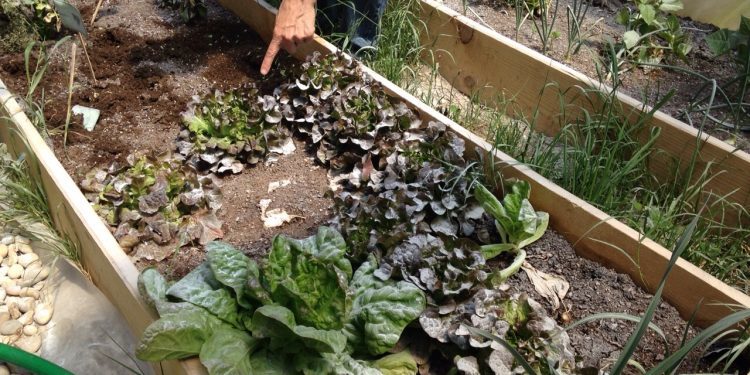 La Xunta ordena destruir el huerto y limpiar el patio del colegio de Tirán