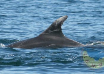 Por sus aletas les reconoceréis