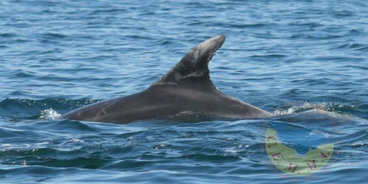 Por sus aletas les reconoceréis