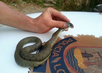 La Policía captura una culebra en una vivienda de Bembrive