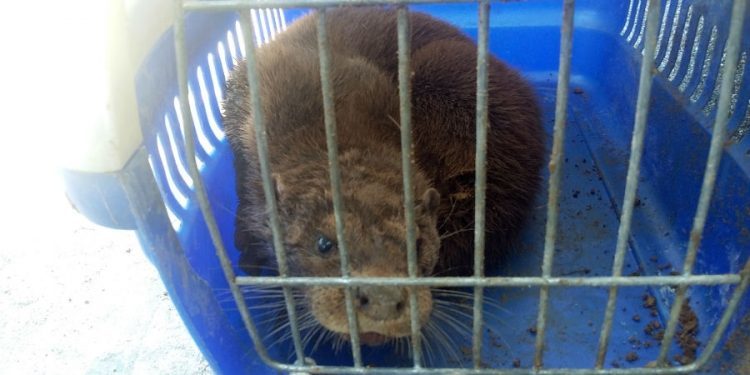 Rescatada una nutria herida en una playa de Alcabre