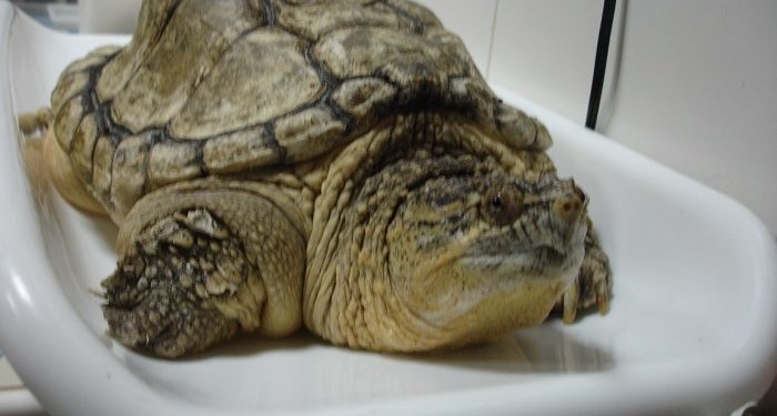 Se busca tortuga agresiva desparecida en Matamá