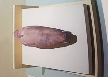 Galicia Mare Nostrum se adueña del Museo do Mar