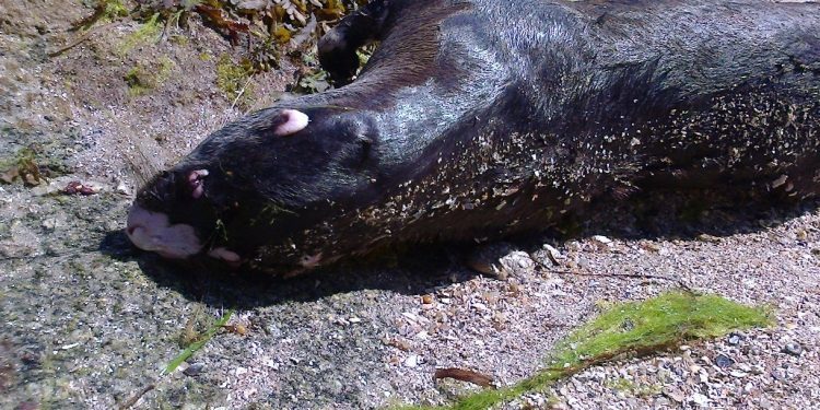 Hallan una nutria muerta en una playa de Alcabre
