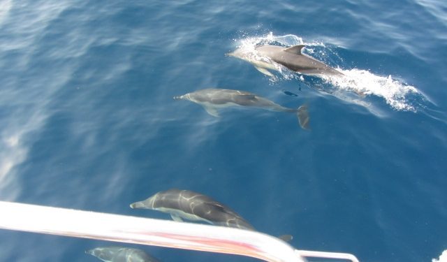 El «Alba Plena» entra en el Mediterráneo