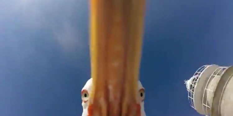 Una gaviota roba una videocámara en Cíes y filma las vistas