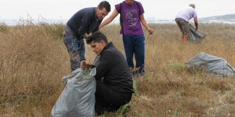 Voluntarios retiran cientos de plantas invasoras en Playa América