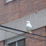 Algo suena ahi abajo