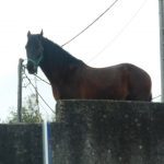 Caballo a la espera de jinete