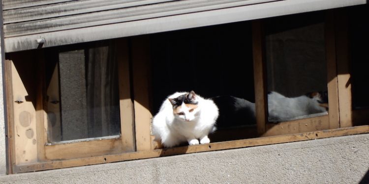 Gato curioso