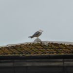 Oteando el horizonte