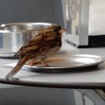 Pajaro buscandose la vida