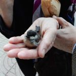 Pajaro caido del nido
