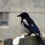 Pajaro observando la Panificadora