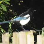 Una de tantas urracas